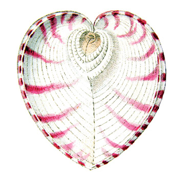Heart Shell