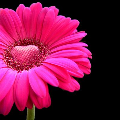 Pink Love Flower 