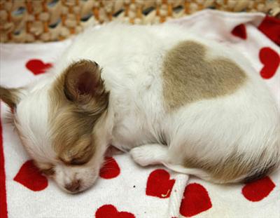 Chihuahua Love