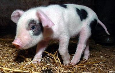 I ♥  Pigs