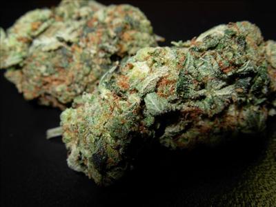 master kush
