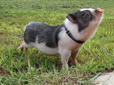 Pot belly pig