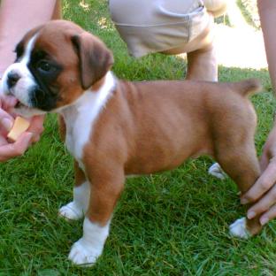 Puppy