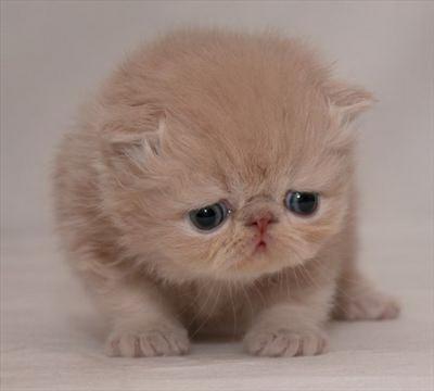 Kitty