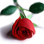 Red Rose 