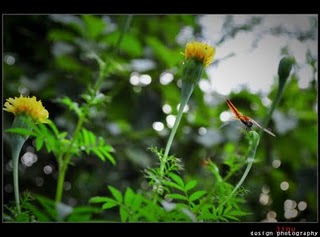 ഇനി പൂവിളി 