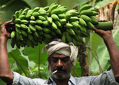 വാഴക്കുല 