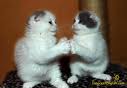 1234! I Declare a Thumb War!