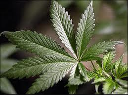 Bud Leaf