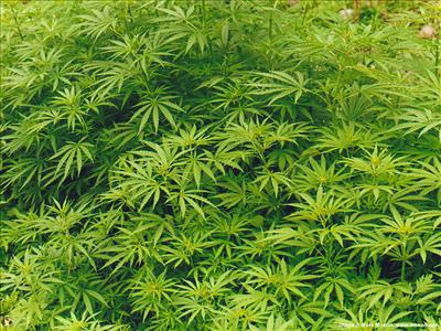 Bud Field