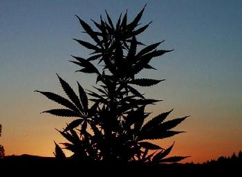 Bud Sunset