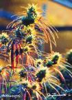 Crazy Buds