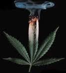 Bud Burning Joint