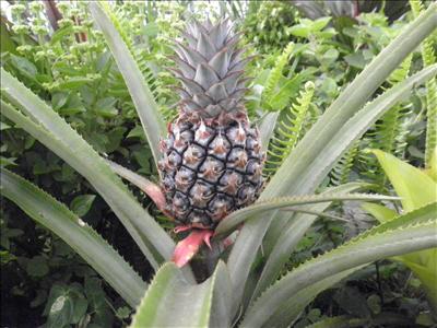 Fresh Pineapple 