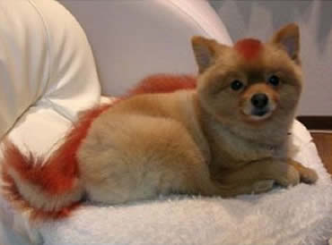 Fire Fox