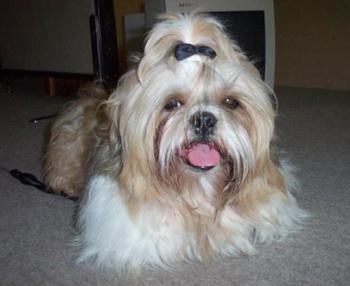 shihtzu5