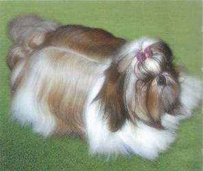 shihtzu7