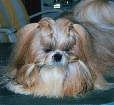 shihtzu4