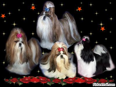 shihtzu1