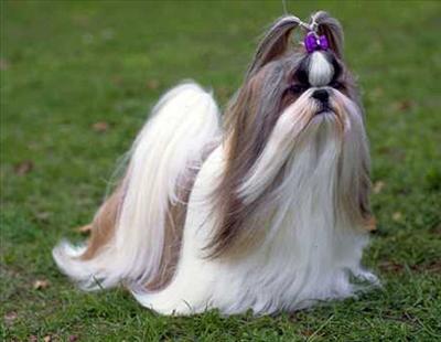 shihtzu2