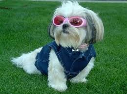 shihtzu3