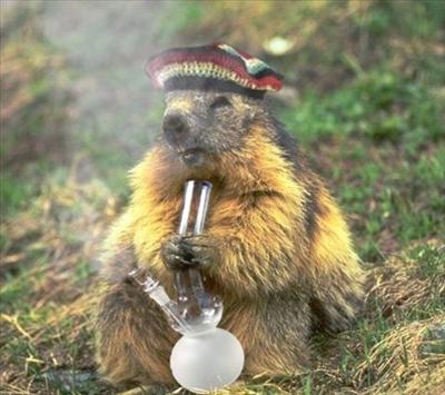 Beaver Bongs