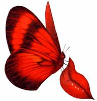Butterfly Kiss 