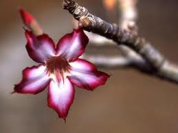 fleur rare