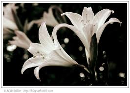 fleurs pures