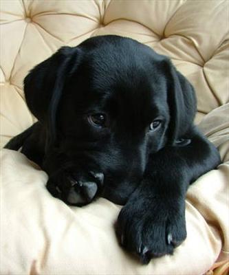 Puppy!
