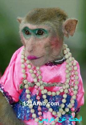 huba huba monkey