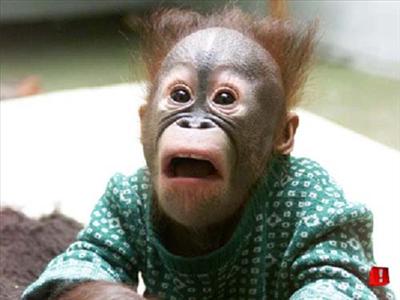 scared monkey