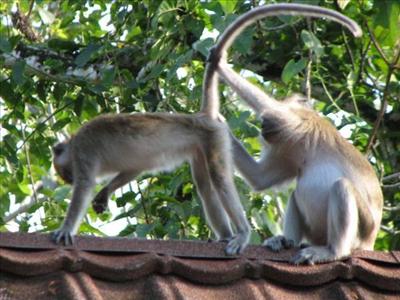 dirty monkeys