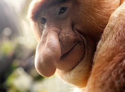bignosed monkey