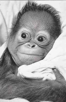 happy monkey