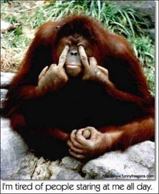 upset monkey