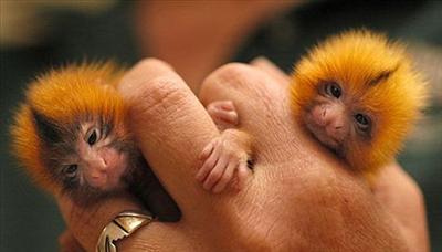 twins