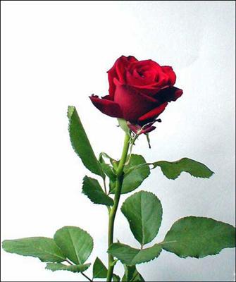 Gül