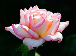 Pink Rose