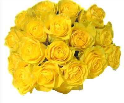Bundle of Yellow roses