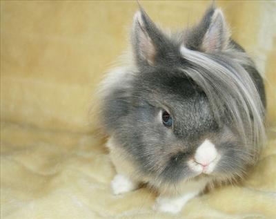 A sassy wabbit.