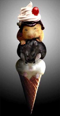 I-scream for ice-cream!