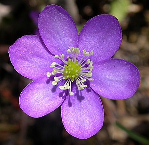 Fleur