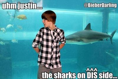 OMGZ SHARK Bieber