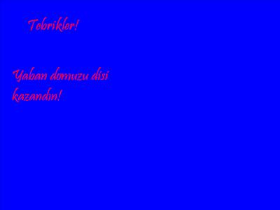 Yaban domuzu dişi
