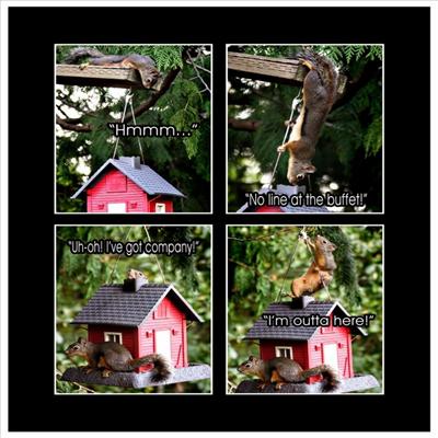 Squirrel House