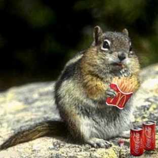 Chipmunk Loves MacDonalds  