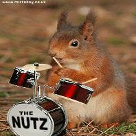 Drumming Squirrel