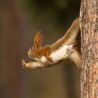 Funny Squirrel