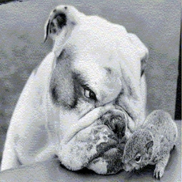 Squirrel & Dog